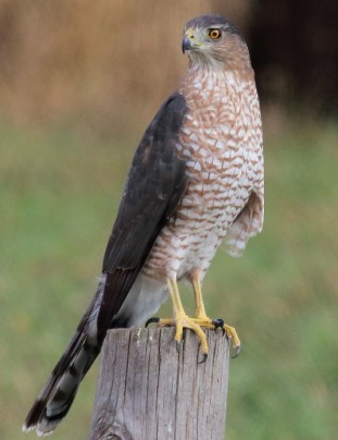 Cooper's Hawk